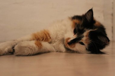 Yerde yatan pofuduk üç renkli kedi. Uykucu Şirin Kedi Şekerleme 
