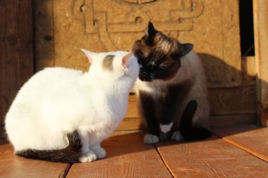 Tahta verandada oturan iki kedi Siyam ve Siyah Kuyruklu beyaz kedi yavruları