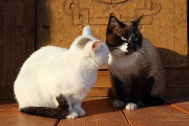 Tahta verandada oturan iki kedi Siyam ve Siyah Kuyruklu beyaz kedi yavruları