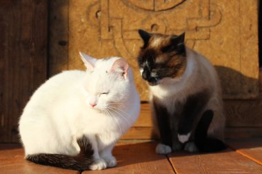 Tahta verandada oturan iki kedi Siyam ve Siyah Kuyruklu beyaz kedi yavruları