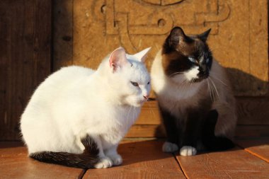Tahta verandada oturan iki kedi Siyam ve Siyah Kuyruklu beyaz kedi yavruları