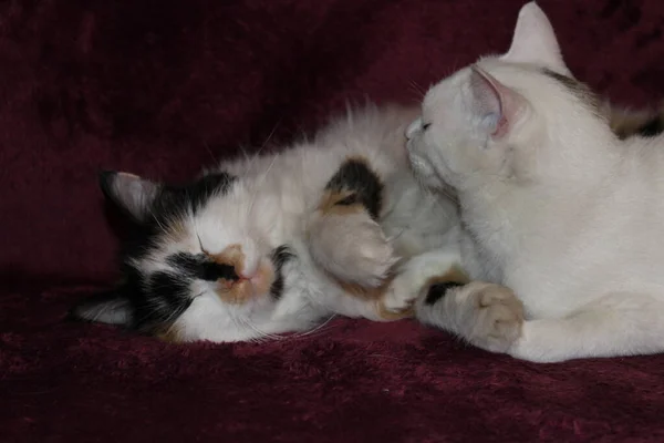 Симпатичные Кошки Лежащие Фиолетовом Одеяле Тренера Два Пушистых Белых Трехцветных — стоковое фото