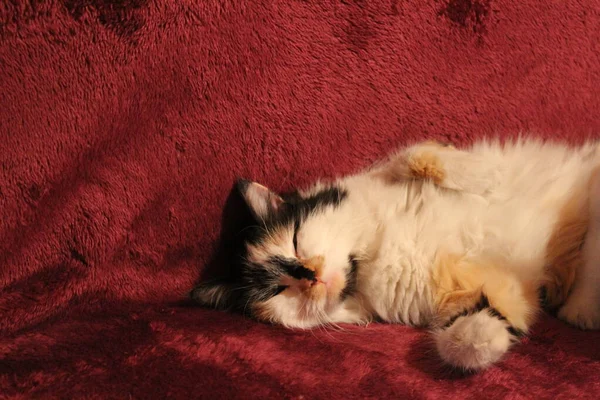 Χνουδωτός Ύπνος Γάτα Στην Coach Χαριτωμένο Litten Ύπνου — Φωτογραφία Αρχείου