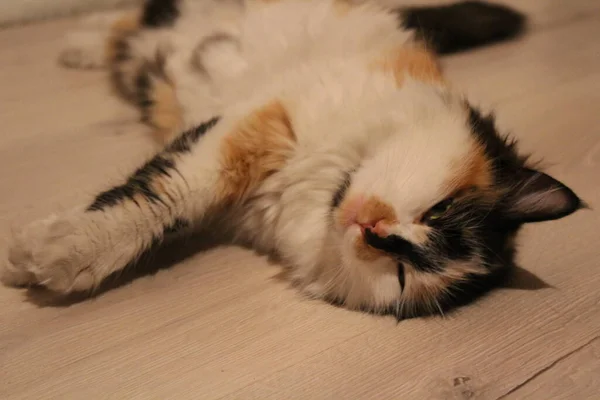 Fluffy Tricolor Cat Deitado Chão Dorminhoco Bonito Gatinho Cochilando — Fotografia de Stock
