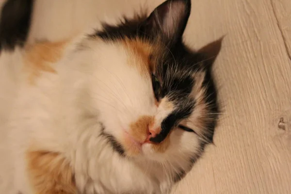 Chlupatá Tříbarevná Kočka Ležící Podlaze Ospalé Roztomilé Kotě Šlofíka — Stock fotografie