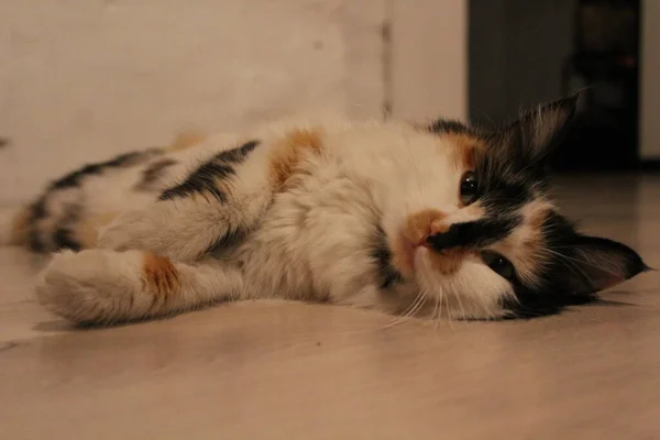 Fluffy Tricolor Cat Deitado Chão Dorminhoco Bonito Gatinho Cochilando — Fotografia de Stock