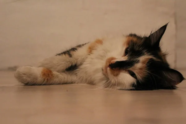 Flauschige Tricolor Katze Liegt Auf Dem Boden Sleepy Cute Kitten — Stockfoto