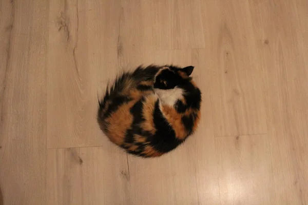 Fluffy Tricolor Cat Lying Floor Sleepy Cute Kitten Napping — Stock Photo, Image