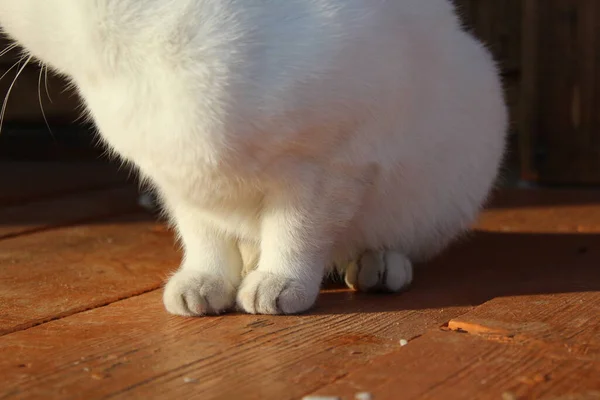 Bílá Kočka Načechrané Roztomilé Tlapky Fur Zblízka Černý Ocas Dřevěné — Stock fotografie
