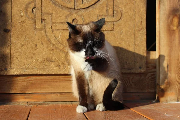 Siamská Kočka Jasnýma Modrýma Očima Sedí Prahu Prahu Prahu Domu — Stock fotografie