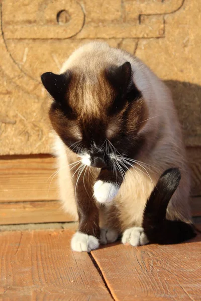 Siamesisk Katt Med Klarblå Ögon Sitter Verandan Dörrtrappa Tröskeln Bondgård — Stockfoto
