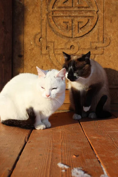 Dos Gatos Sentados Pórtico Madera Gatitos Siameses Blancos Con Colas —  Fotos de Stock