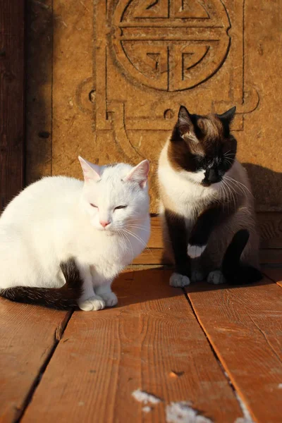 Dos Gatos Sentados Pórtico Madera Gatitos Siameses Blancos Con Colas —  Fotos de Stock