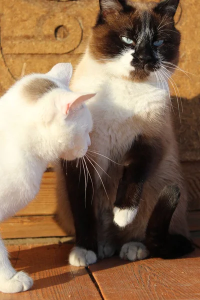 Δύο Γάτες Κάθονται Στο Ξύλινο Porch Siamese Και Λευκά Γατάκια — Φωτογραφία Αρχείου