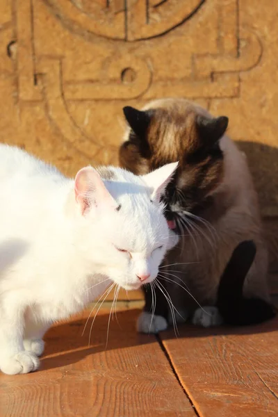 Dois Gatos Sentados Alpendre Madeira Gatinhos Siameses Brancos Com Caudas — Fotografia de Stock