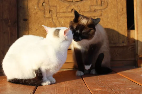 Dois Gatos Sentados Alpendre Madeira Gatinhos Siameses Brancos Com Caudas — Fotografia de Stock