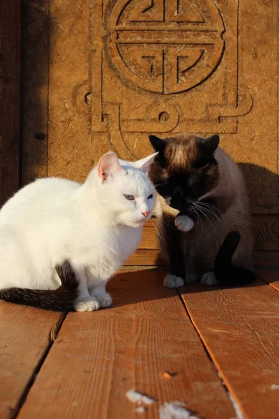 Dois Gatos Sentados Alpendre Madeira Gatinhos Siameses Brancos Com Caudas — Fotografia de Stock