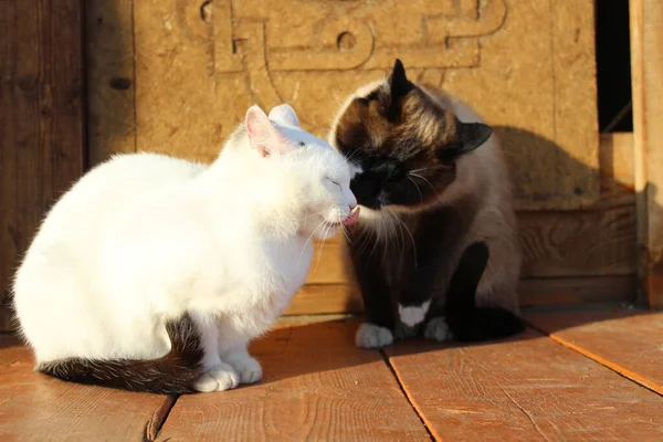 Dos Gatos Sentados Pórtico Madera Gatitos Siameses Blancos Con Colas —  Fotos de Stock