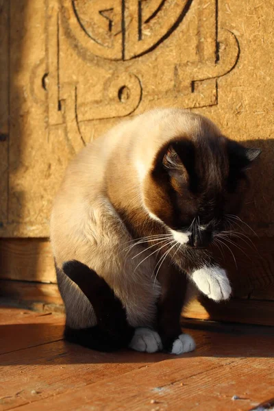 Siamese Cat Bright Blue Eyes Sitting Porch Doorstep Threshold Farmhouse — стоковое фото