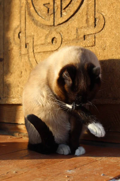 Σιαμέζικη Γάτα Φωτεινά Μπλε Μάτια Κάθεται Στο Porch Doorstep Κατώφλι — Φωτογραφία Αρχείου