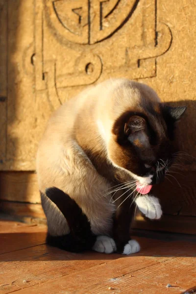 Gato Siamés Con Ojos Azules Brillantes Sentado Umbral Porche Granja —  Fotos de Stock