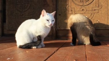 Tahta verandada oturan iki kedinin videosu Siyam ve Siyah Kuyruklu beyaz kedi yavruları kendilerini tımar ediyorlar.