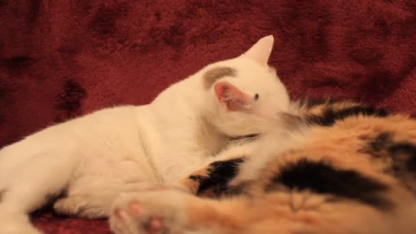 Vídeo Gatos Bonitos Deitados Roxo Treinador Cobertor Dois Fofo Branco — Vídeo de Stock