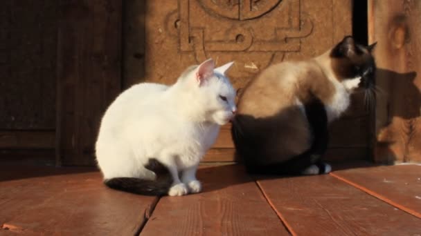 Vídeo Dois Gatos Sentados Alpendre Madeira Gatinhos Siameses Brancos Com — Vídeo de Stock