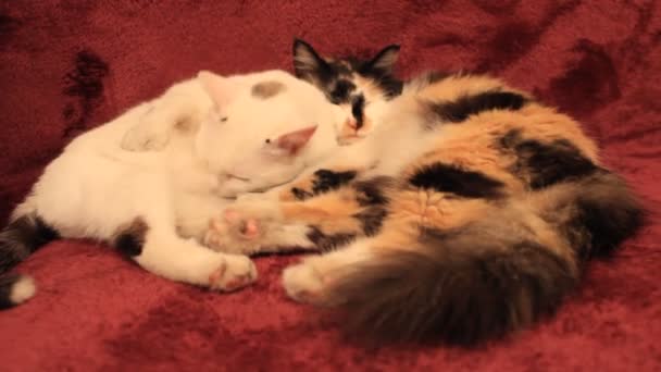 Video Von Niedlichen Katzen Die Auf Der Lila Kutschdecke Liegen — Stockvideo