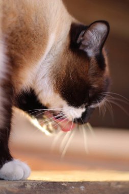 Parlak Mavi Gözlü Siyam Kedisi kışın verandadaki çiftlik evinin eşiğinde oturuyor. Kedi Bakımı Ağızlığını ve Bıyıklarını Şirin Pençeyle Yıka