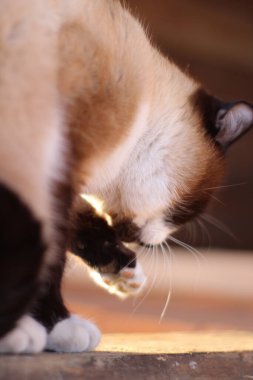 Parlak Mavi Gözlü Siyam Kedisi kışın verandadaki çiftlik evinin eşiğinde oturuyor. Kedi Bakımı Ağızlığını ve Bıyıklarını Şirin Pençeyle Yıka