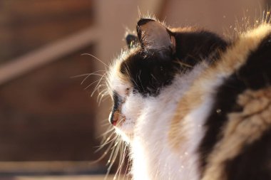 Tahta verandada Sarı Gözlü Kedi Portresi ve tüylü kürk bıyıkları 