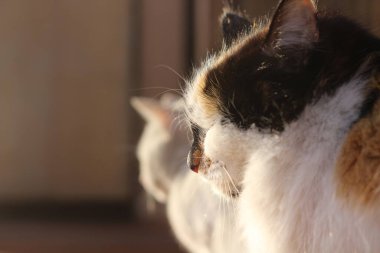 Tahta verandada Sarı Gözlü Kedi Portresi ve tüylü kürk bıyıkları 