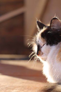 Tahta verandada Sarı Gözlü Kedi Portresi ve tüylü kürk bıyıkları 