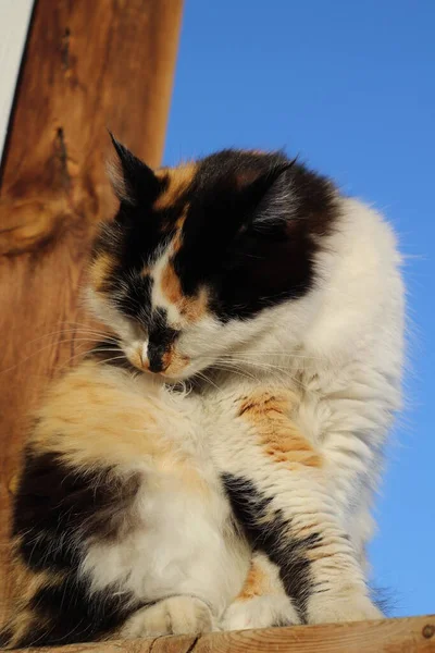 Jilat Pertumbuhan Kucing Fluffy Sendiri Teras Wooden — Stok Foto