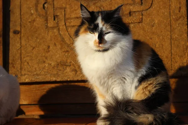 Retrato Gato Con Ojos Amarillos Bigotes Piel Esponjosa Pórtico Madera —  Fotos de Stock