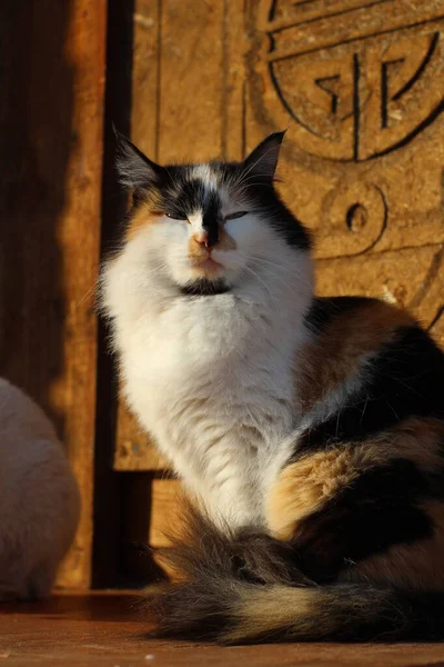 Cat Portrait Yellow Eyes Fluffy Fur Whiskers Wooden Porch — Stok Foto