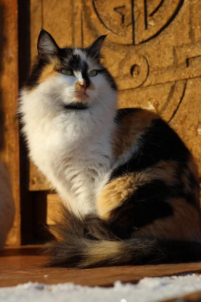 Cat Portrait Yellow Eyes Fluffy Fur Whiskers Wooden Porch — Stok Foto