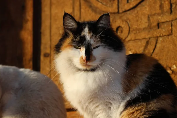 Ritratto Gatto Con Occhi Gialli Soffice Pelliccia Whiskers Portico Legno — Foto Stock