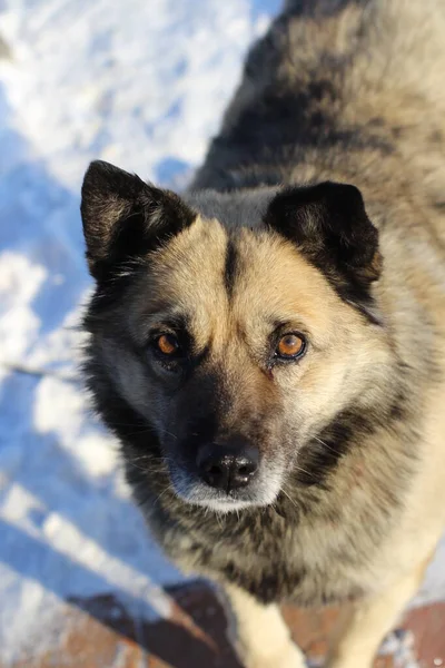 Gammal Hund Porträtt Brun Vakt Fluffigt Djur Vintern Snö Tunga — Stockfoto