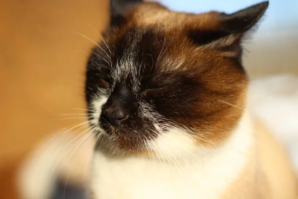 Siamese Sleepy Cat Bright Blue Eyes Fluffy Kitten Sunbathing Brown — Stock Photo, Image