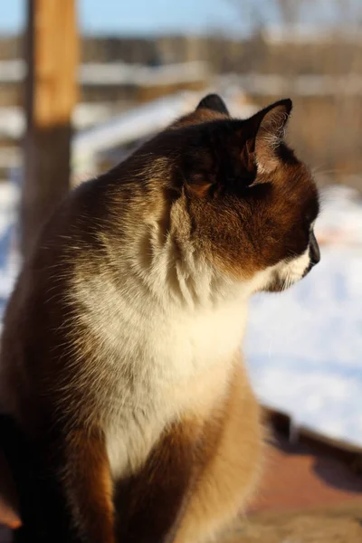 Gato Sonolento Siamês Com Olhos Azuis Brilhantes Gatinho Fofo Banho — Fotografia de Stock