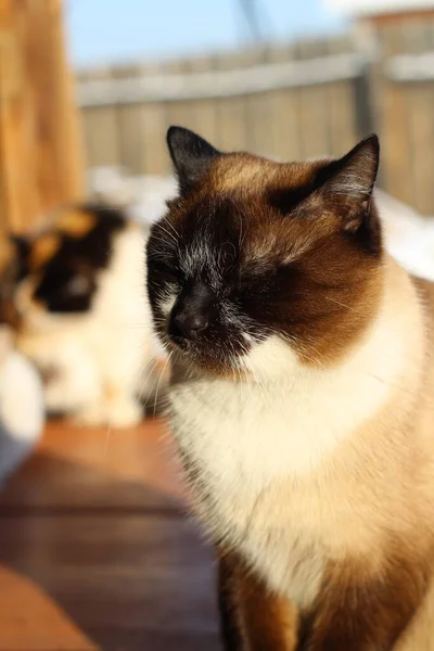 Cats Sitting Wooden Porch Siamese Fluffy White Kittens Sleepy Sunbathing — Stock Photo, Image