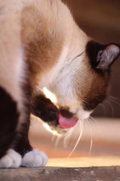 Gato Siamés Con Ojos Azules Brillantes Sentado Umbral Porche Granja — Foto de Stock