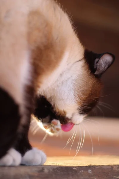 Gato Siamés Con Ojos Azules Brillantes Sentado Umbral Porche Granja —  Fotos de Stock