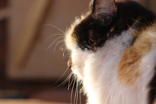 Katzenporträt Mit Gelben Augen Und Flauschigen Pelzschnurrhaaren Auf Holzveranda — Stockfoto