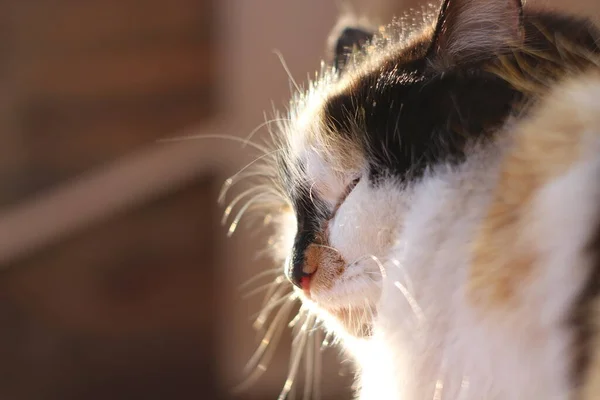 Katzenporträt Mit Gelben Augen Und Flauschigen Pelzschnurrhaaren Auf Holzveranda — Stockfoto