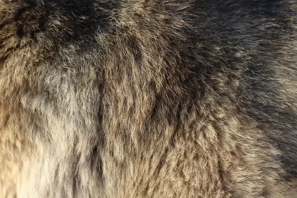Šedý Pes Krátké Vlasy Textury Pozadí Fur — Stock fotografie