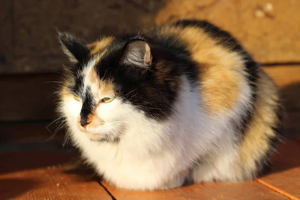 Πορτραίτο Γάτας Κίτρινα Μάτια Και Αφράτα Μουστάκια Γούνας Ξύλινο Πορτάκι — Φωτογραφία Αρχείου