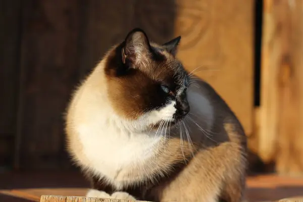 Сіамський Сонний Кіт Яскраво Блакитними Очима Пухнастий Сонячне Кошеня Каштанове — стокове фото